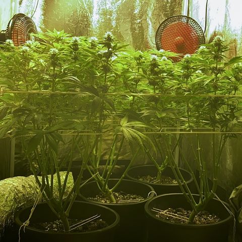 Black Domina   growlog timeline photo