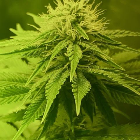 Black Domina   growlog timeline photo