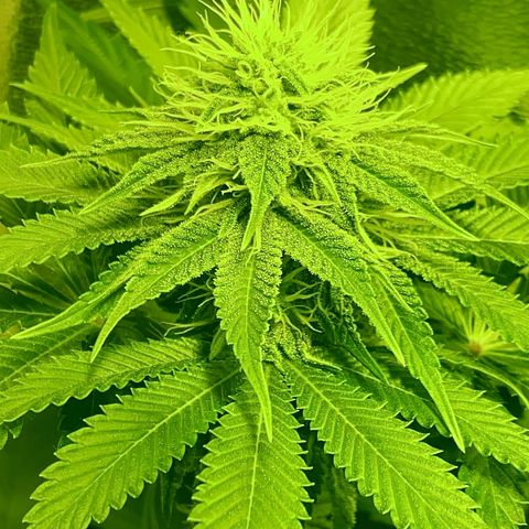 Black Domina   growlog timeline photo