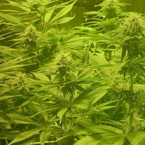 Black Domina   growlog timeline photo
