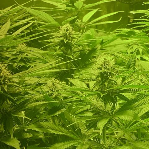 Black Domina   growlog timeline photo