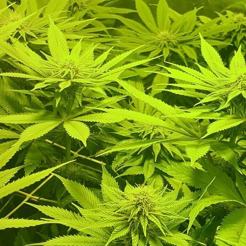 Black Domina   growlog timeline photo