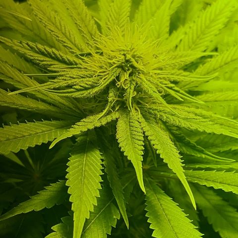 Black Domina   growlog timeline photo