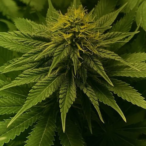 Black Domina   growlog timeline photo