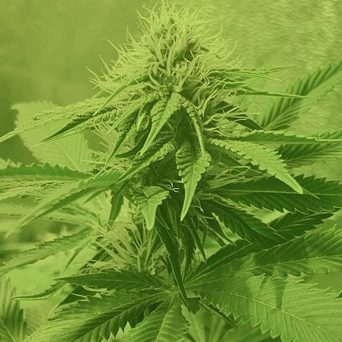 Black Domina   growlog timeline photo