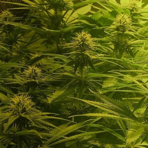 Black Domina   growlog timeline photo