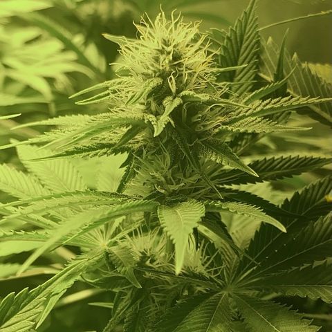 Black Domina   growlog timeline photo