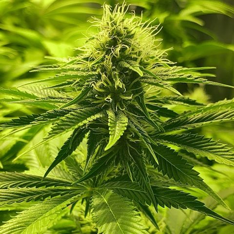Black Domina   growlog timeline photo