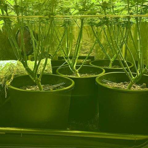 Black Domina   growlog timeline photo