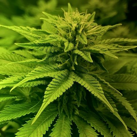 Black Domina   growlog timeline photo