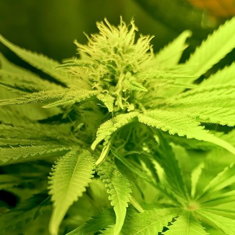 Black Domina   growlog timeline photo
