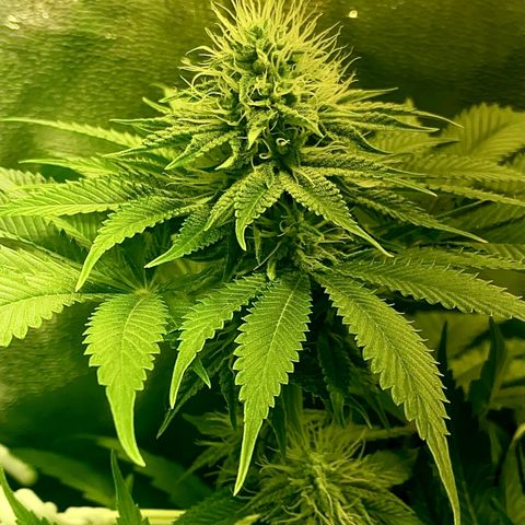 Black Domina   growlog timeline photo