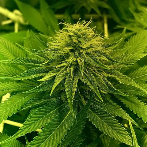 Black Domina   growlog timeline photo