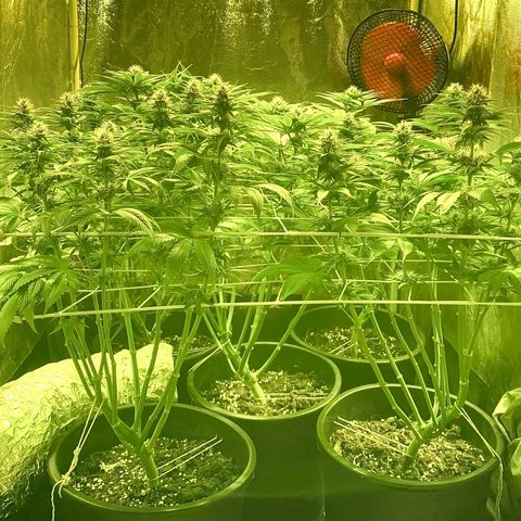 Black Domina   growlog timeline photo