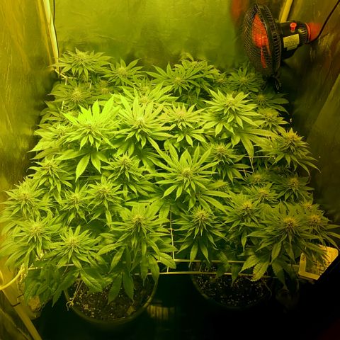 Black Domina   growlog timeline photo