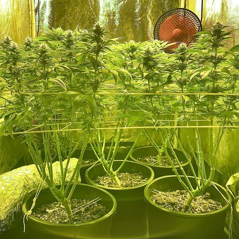 Black Domina   growlog timeline photo