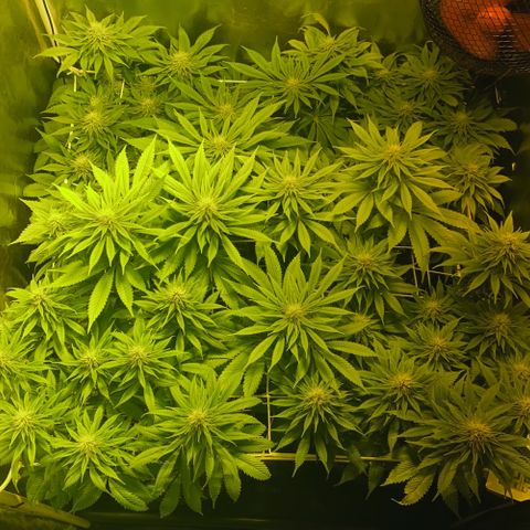 Black Domina   growlog timeline photo