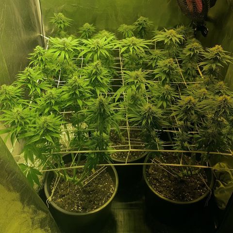 Black Domina   growlog timeline photo