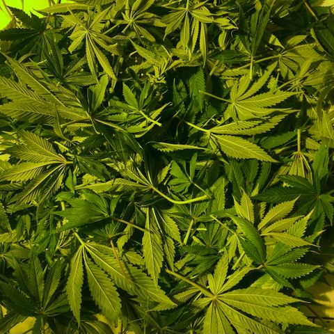 Black Domina   growlog timeline photo