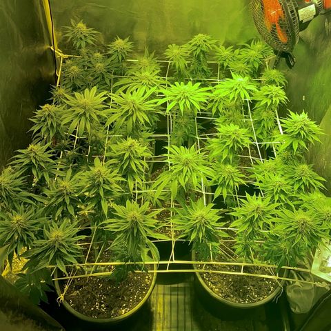 Black Domina   growlog timeline photo