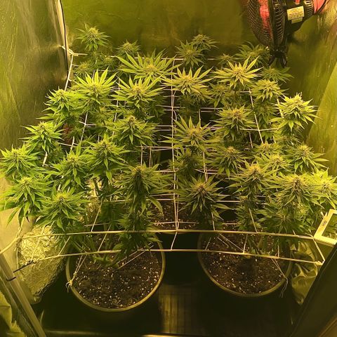 Black Domina   growlog timeline photo