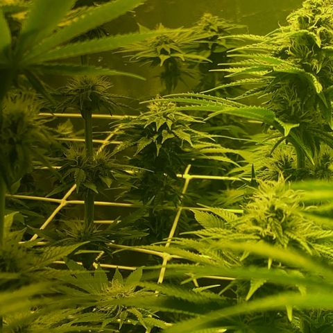 Black Domina   growlog timeline photo