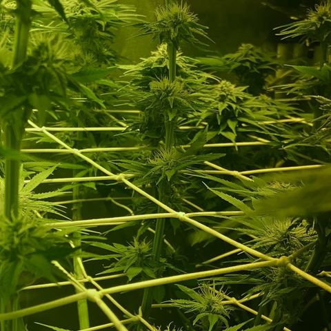 Black Domina   growlog timeline photo