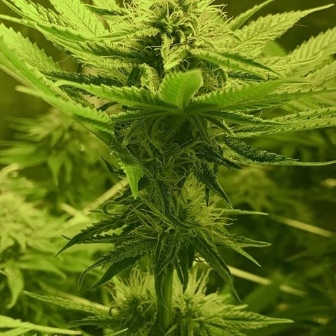 Black Domina   growlog timeline photo