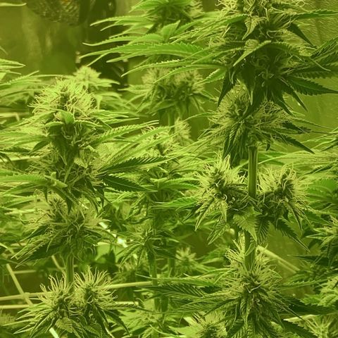 Black Domina   growlog timeline photo