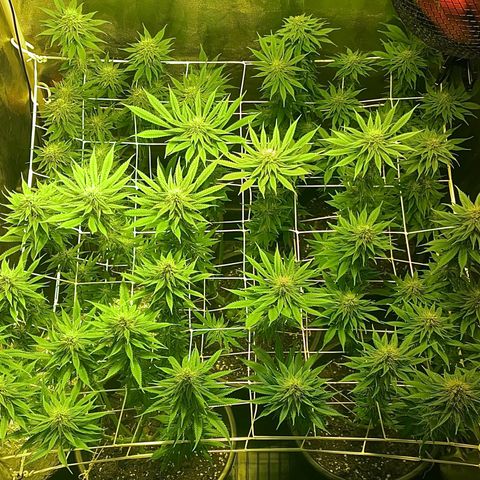 Black Domina   growlog timeline photo