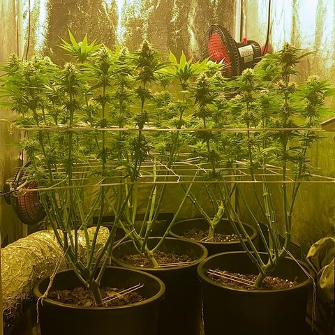Black Domina   growlog timeline photo