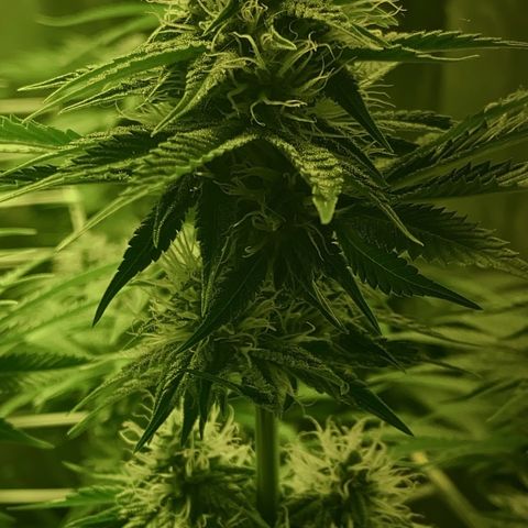 Black Domina   growlog timeline photo
