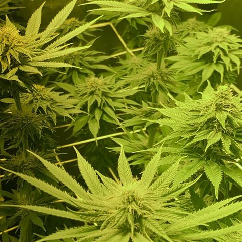 Black Domina   growlog timeline photo