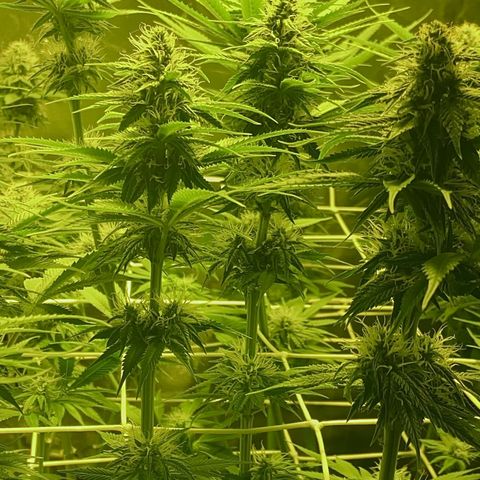 Black Domina   growlog timeline photo