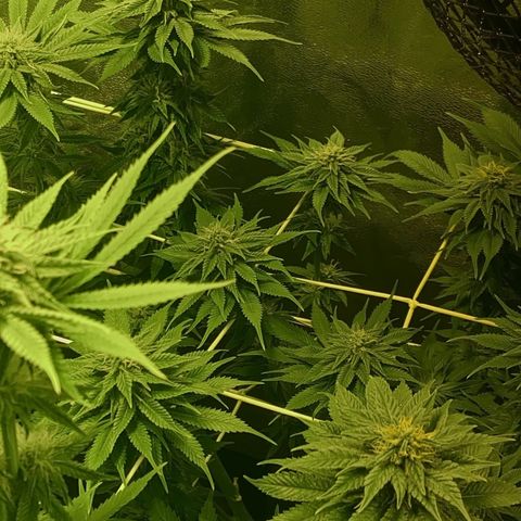Black Domina   growlog timeline photo