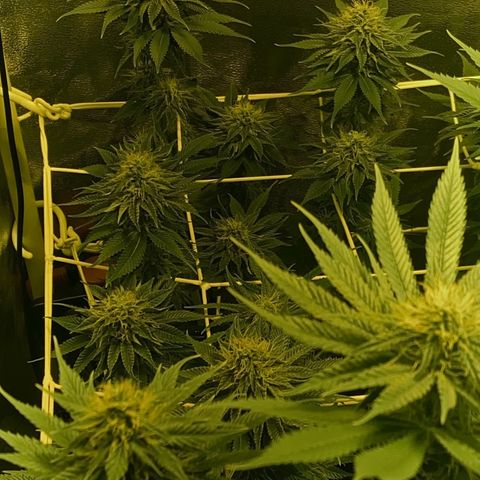 Black Domina   growlog timeline photo
