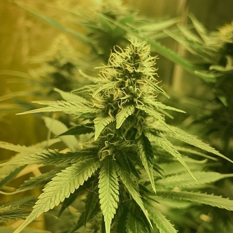 Black Domina   growlog timeline photo