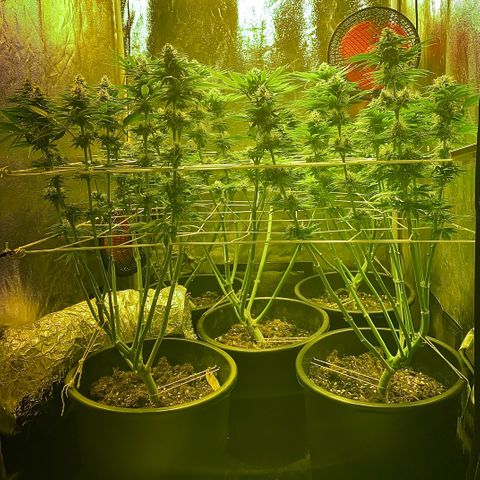 Black Domina   growlog timeline photo