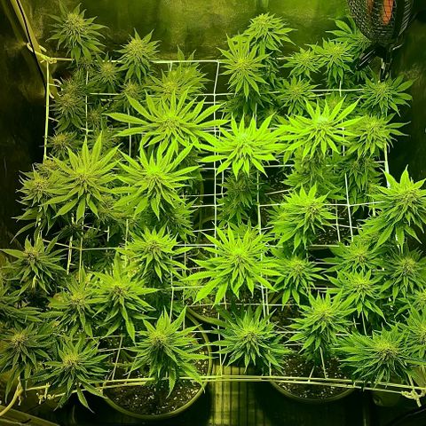 Black Domina   growlog timeline photo