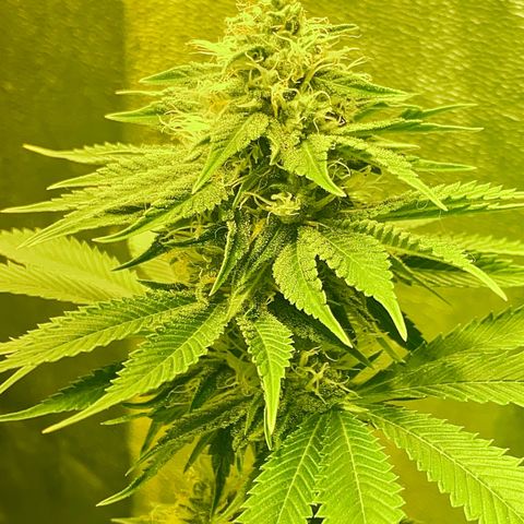 Black Domina   growlog timeline photo