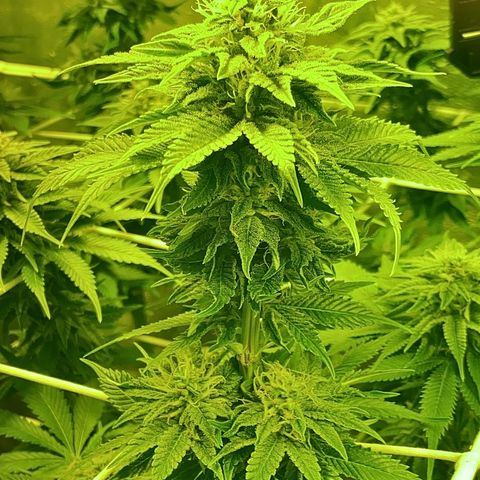 Black Domina   growlog timeline photo