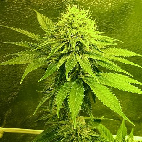 Black Domina   growlog timeline photo