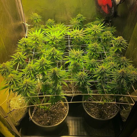 Black Domina   growlog timeline photo