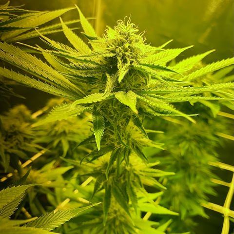 Black Domina   growlog timeline photo