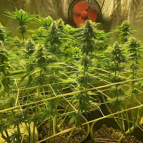 Black Domina   growlog timeline photo