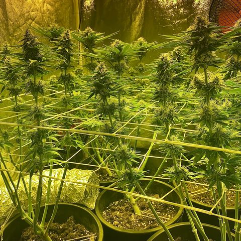 Black Domina   growlog timeline photo