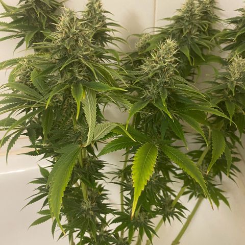 Black Domina   growlog timeline photo