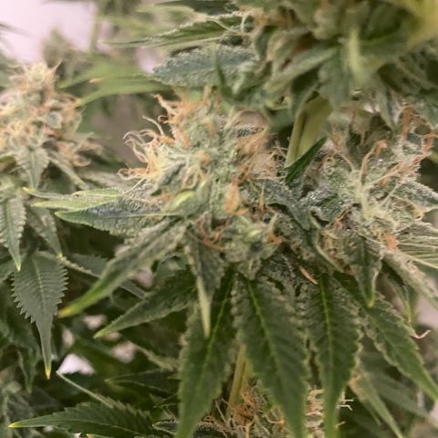 Black Domina   growlog timeline photo