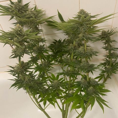 Black Domina   growlog timeline photo