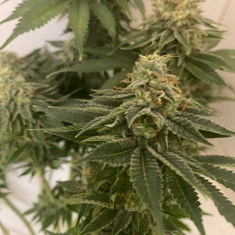 Black Domina   growlog timeline photo